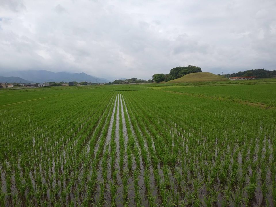 [2020/05/18]　恵みの雨になりました