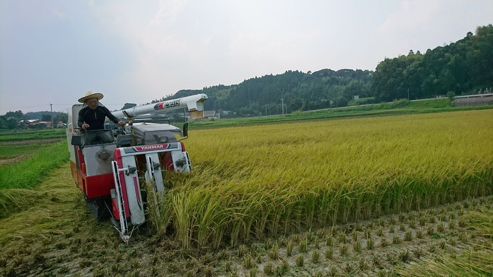 [2020/08/23]　令和2年の稲刈り終了＼(^_^)／