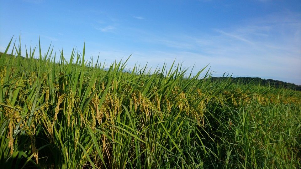 [2020/08/01]　8月になりました！