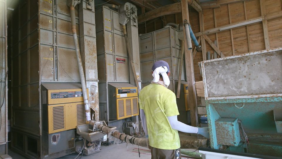 [2019/08/11]　令和初の収穫が始まりました！