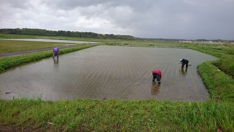 [2021/04/13]　植え継ぎをしていきます