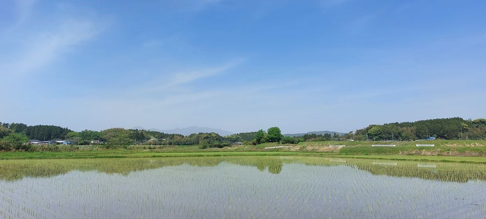 [2024/05/16]　なつほのか成育中！