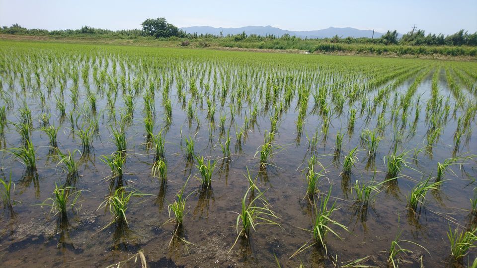 [2021/05/09]　田植えから１ヵ月！