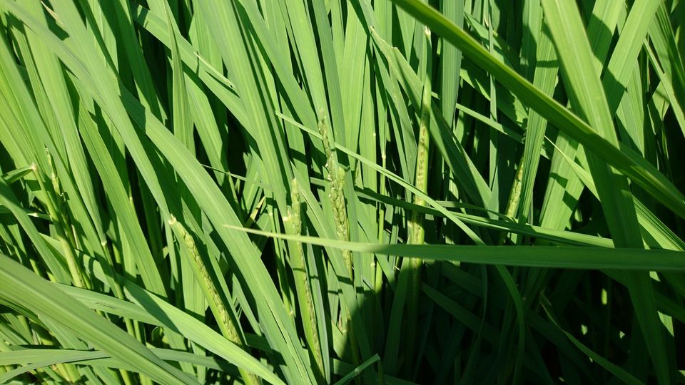 [2020/07/02]　穂が‼