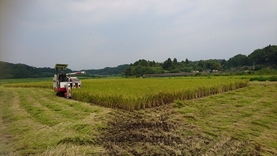 [2019/08/17]　稲刈り再開！