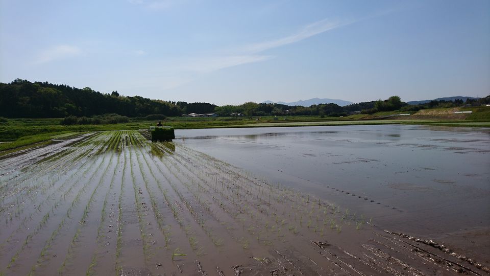 [2021/04/09]　田植え続行中！