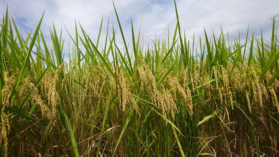 [2020/08/09]　収穫間近～④