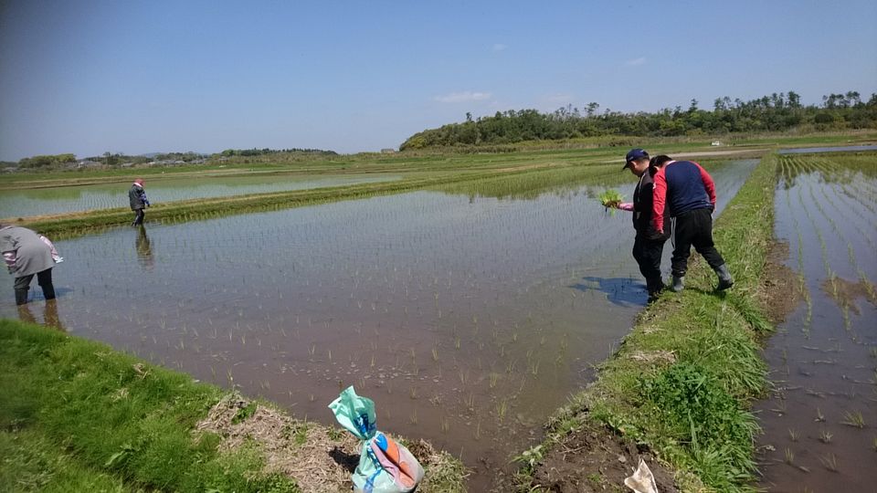[2020/04/16]　令和2年〝なつほのか〟の苗を植えました！