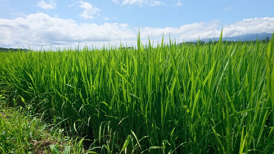 [2021/06/19]　6月は梅雨の中休みに畔草刈りや草取りを