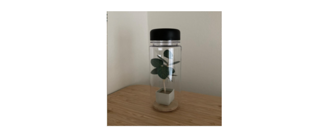 観葉植物(フィカス)をご紹介します