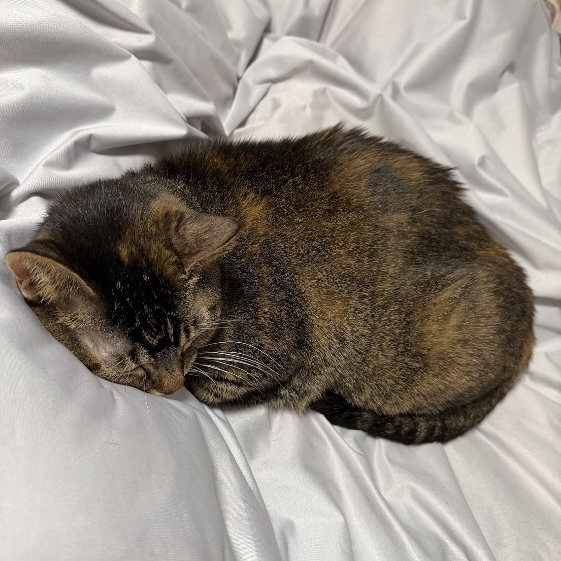 クリスマスまでのお届けにまだ間に合います