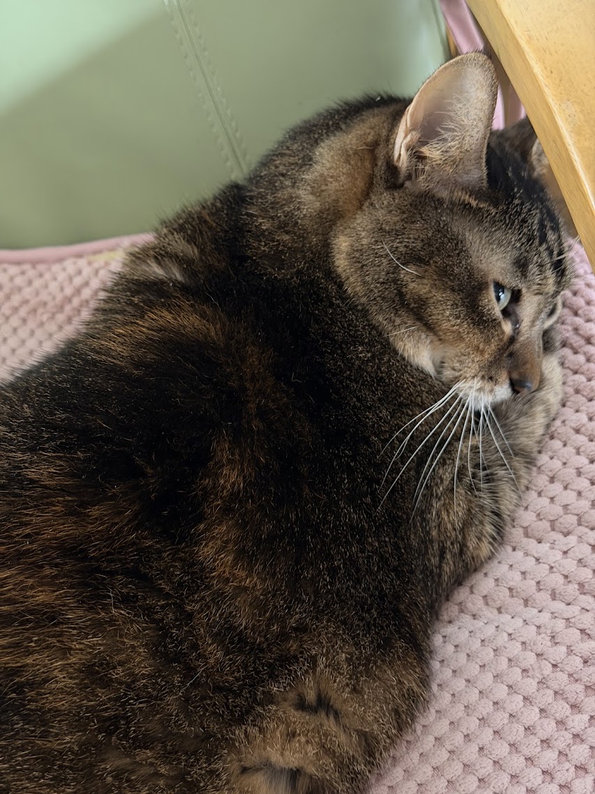 お引越ししました