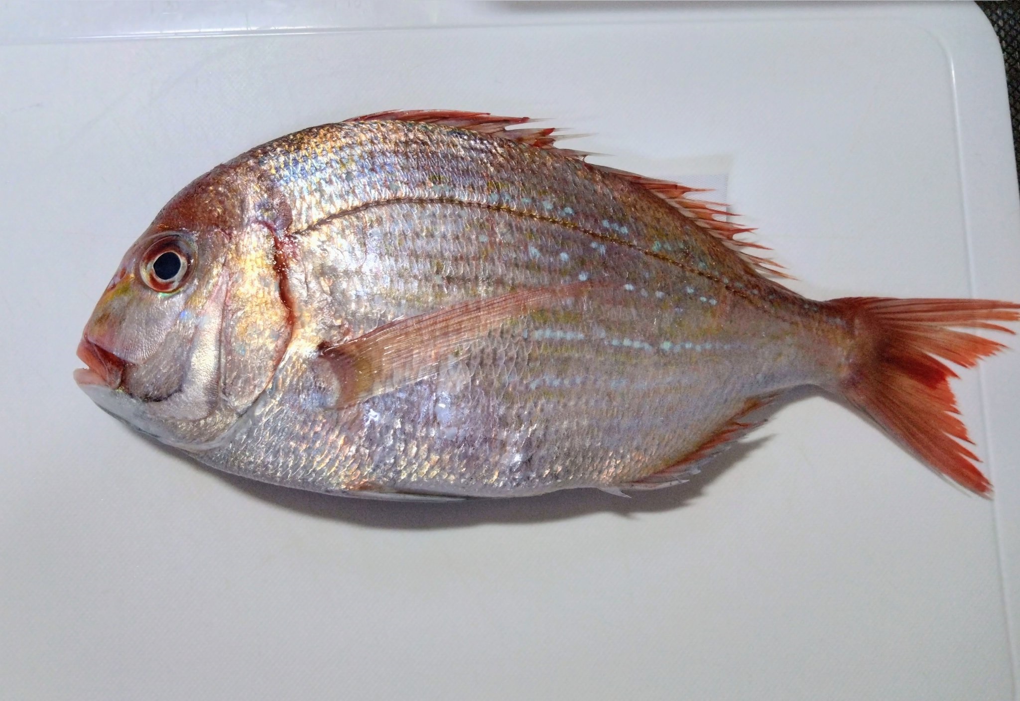 私が描く魚の選び方