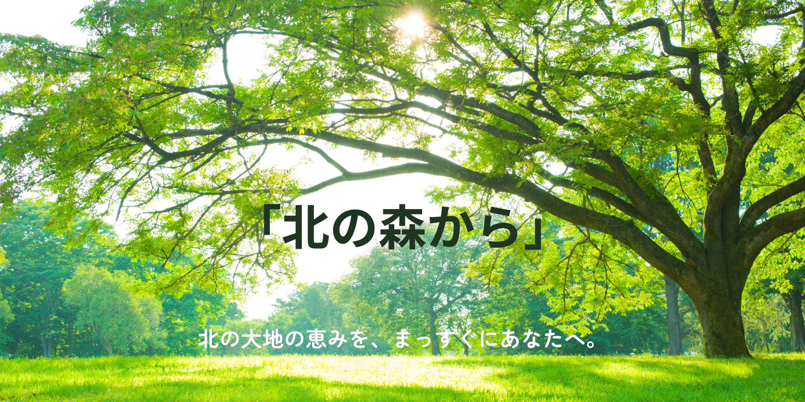 北の森からについてはこちら🌿