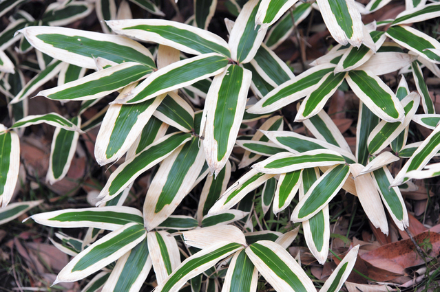 森から２月号！