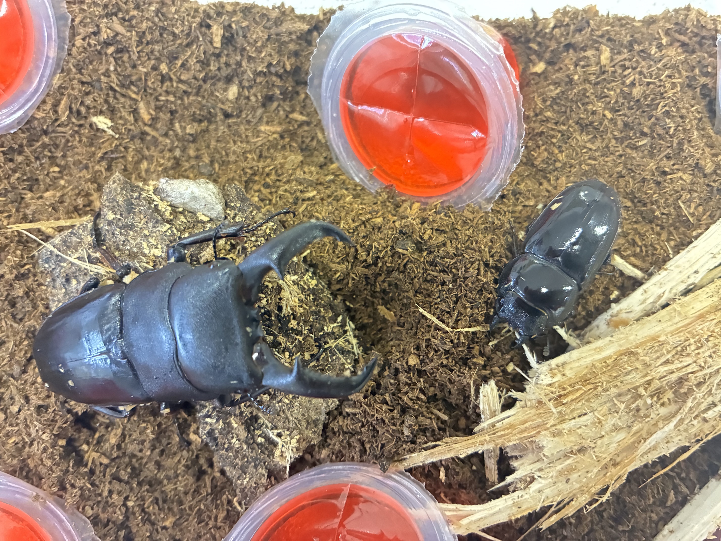 ヒラタクワガタ産卵セットしました!