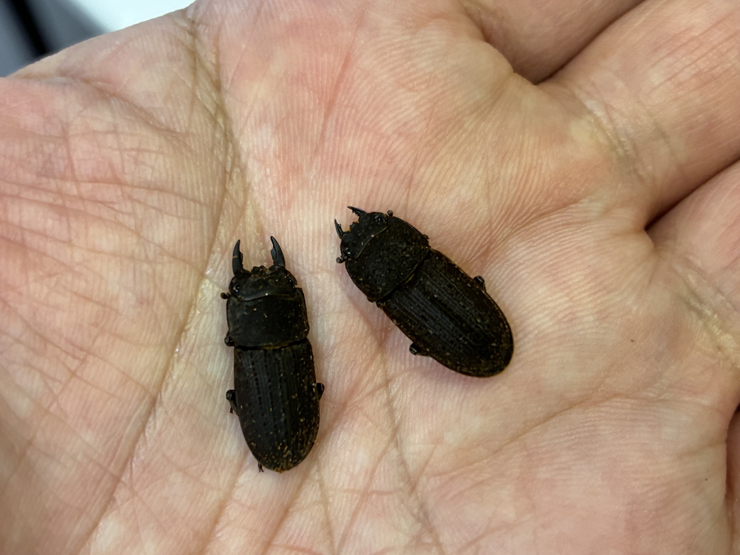 ヤマトサビクワガタ
