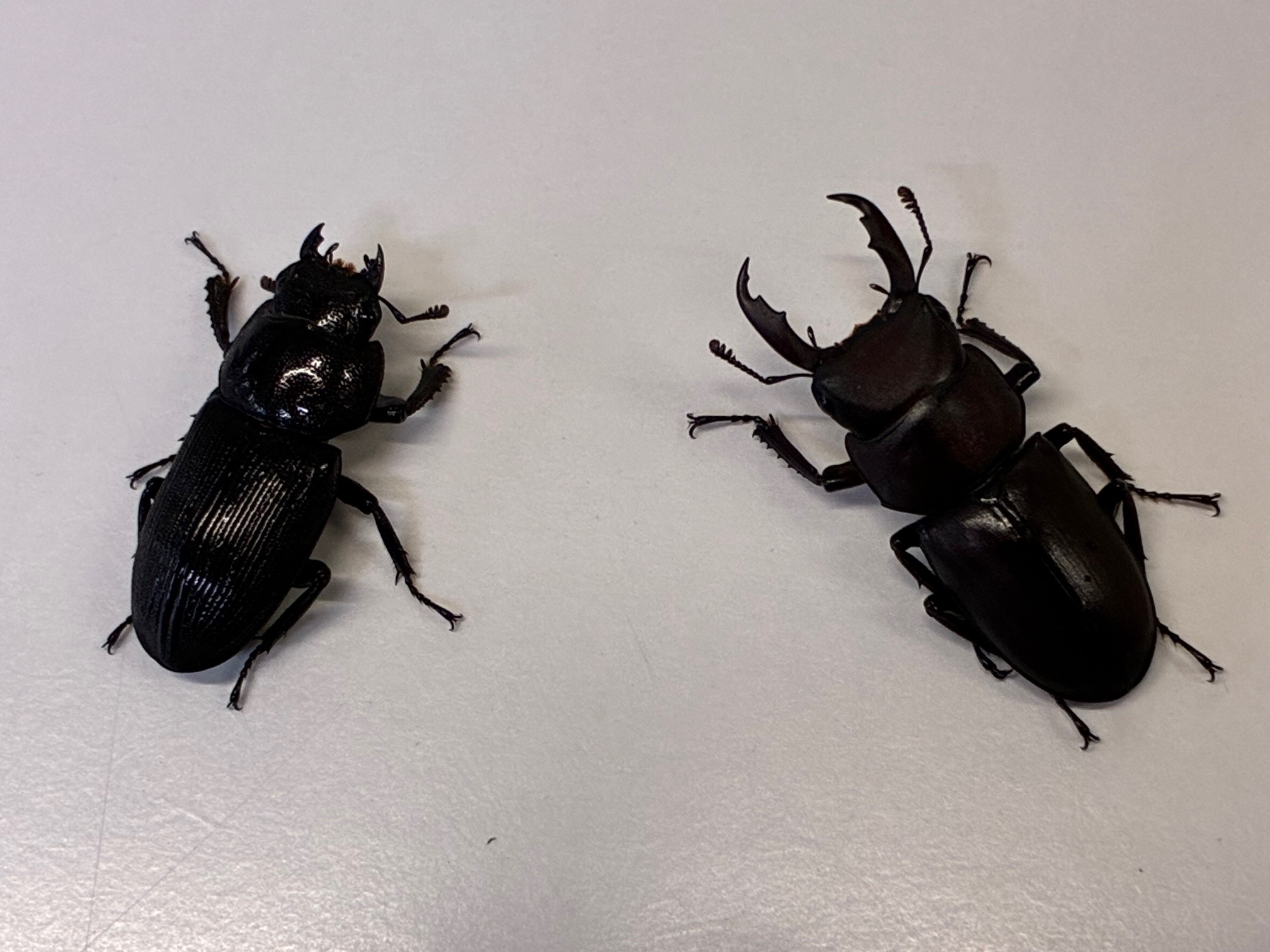 仕入れ状況　ヤクシマスジクワガタ成虫