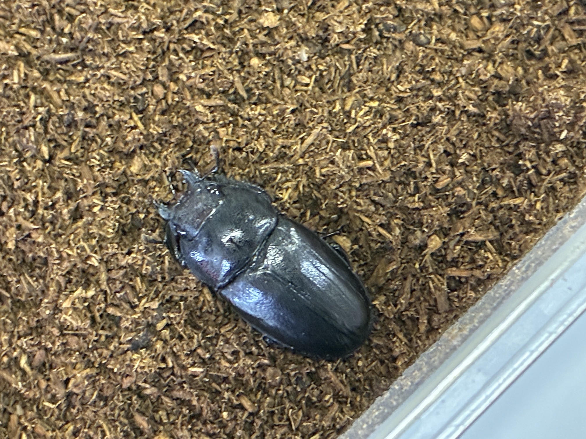 アマミシカクワガタ産卵セット2回目