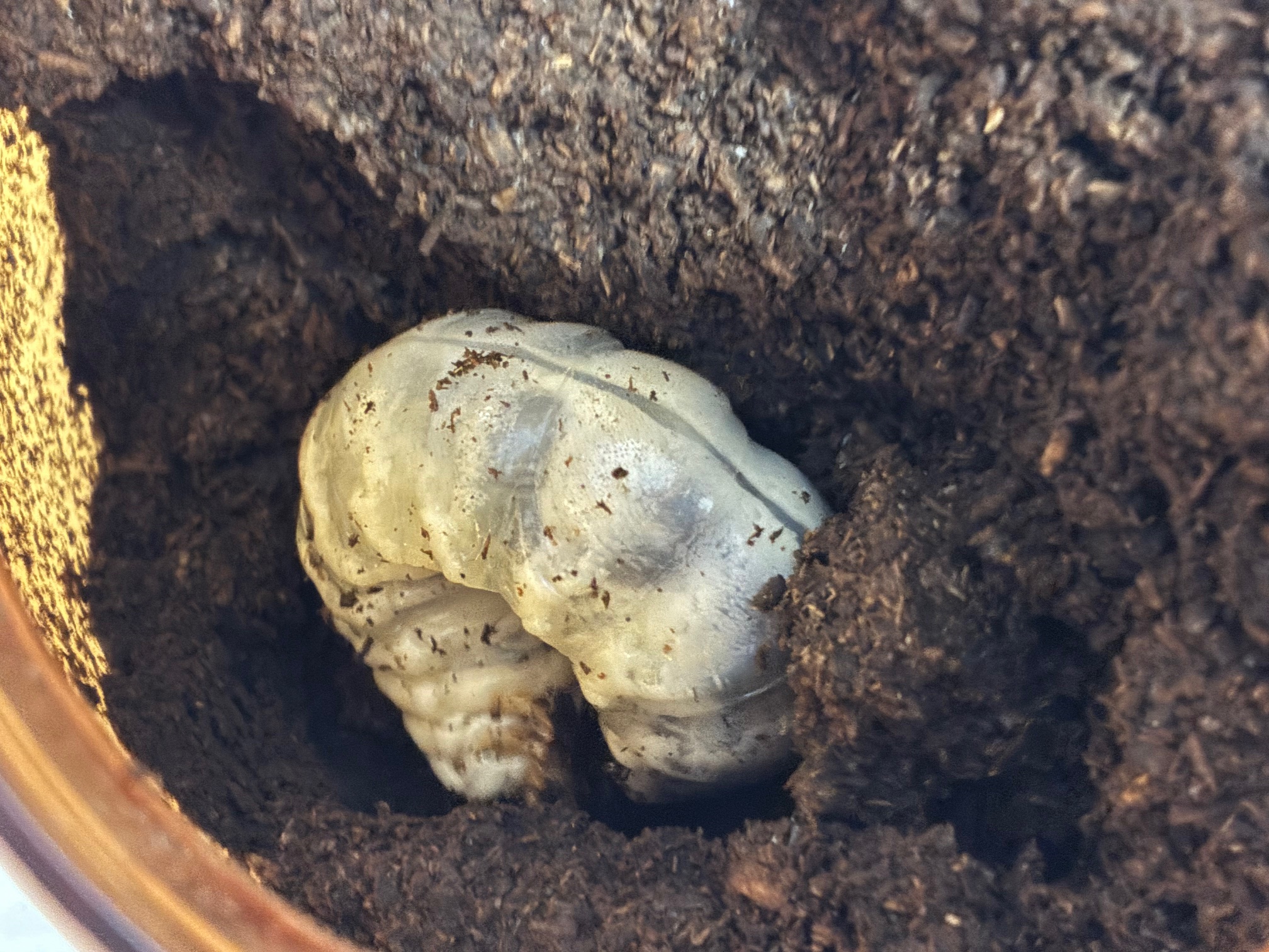 トカラノコギリ幼虫のマット交換