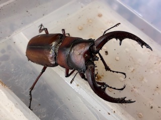 トカラノコギリクワガタ3令幼虫ペア販売開始!