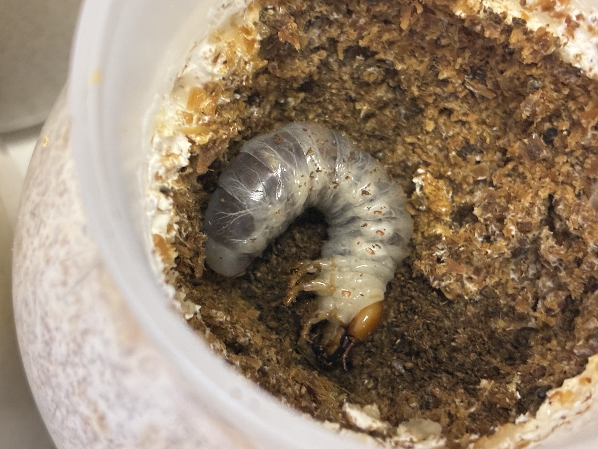 サキシマヒラタクワガタ幼虫を菌糸ボトルに入れました!