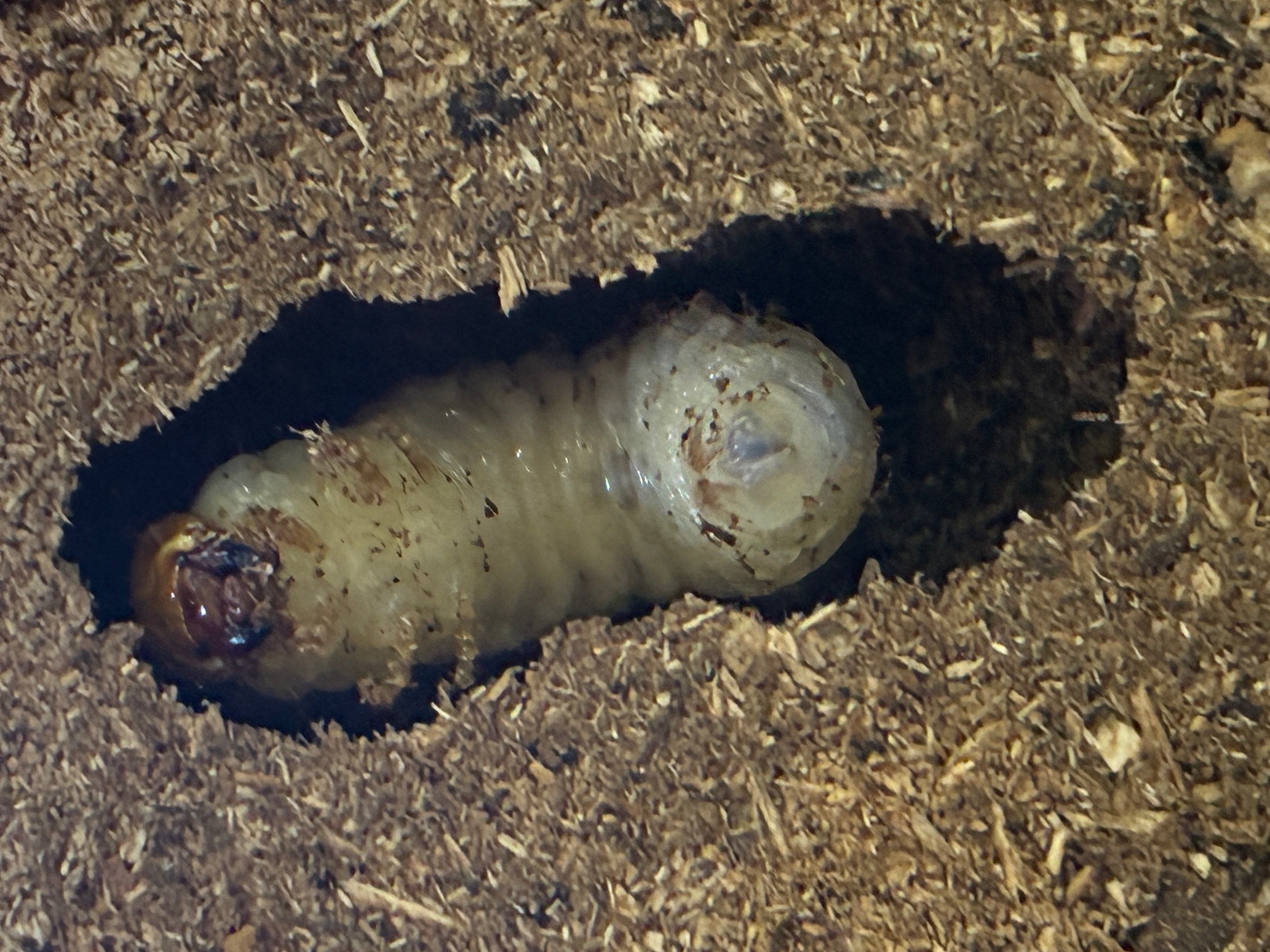 キンオニクワガタ