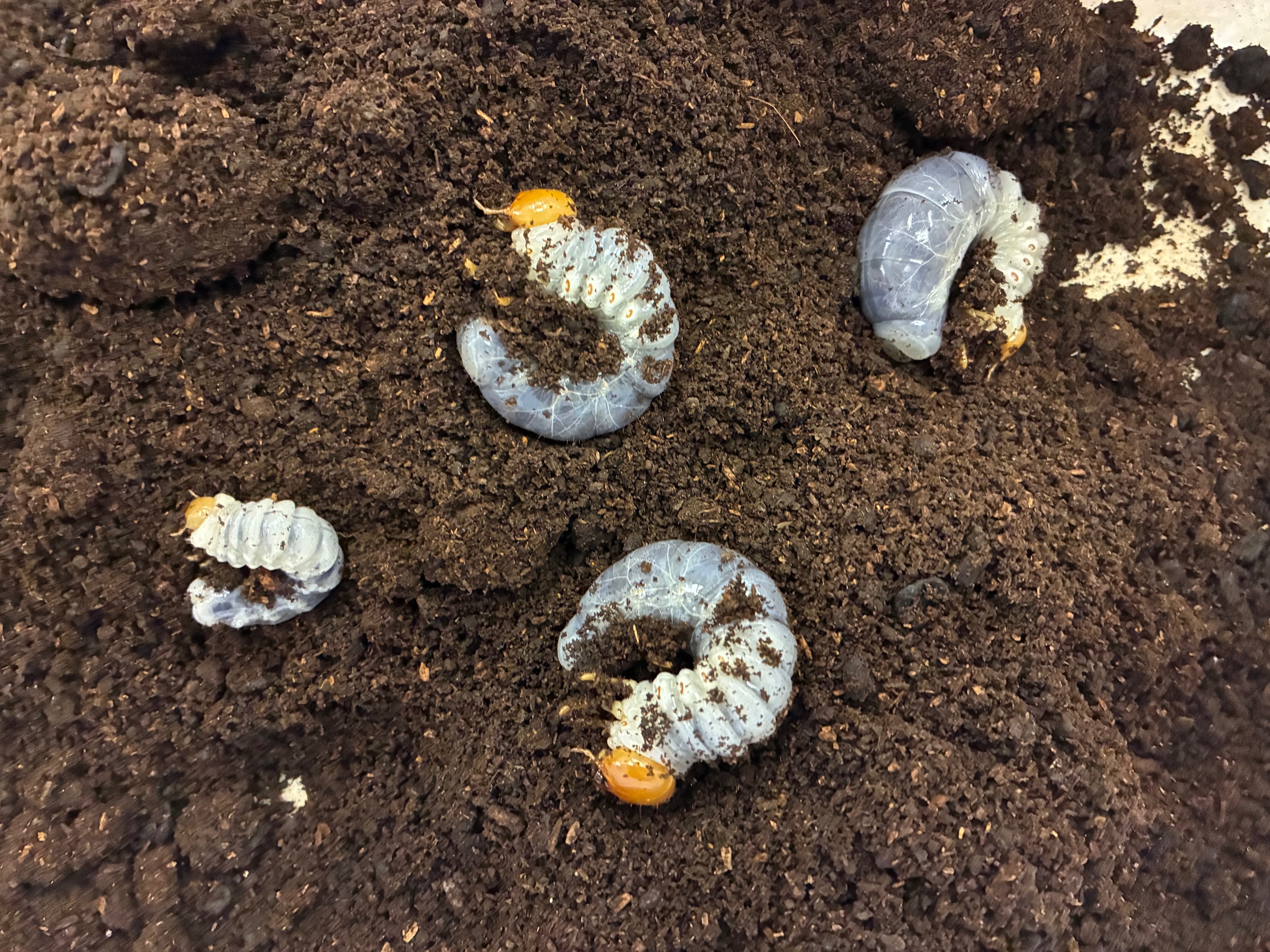 アマミマルバネ幼虫セール!超特価!