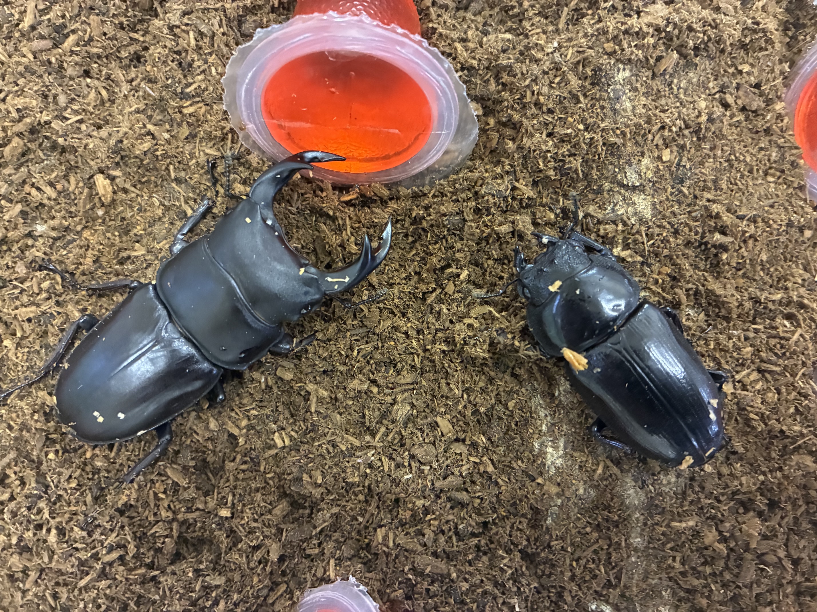 大分産オオクワガタ産卵セットしました!