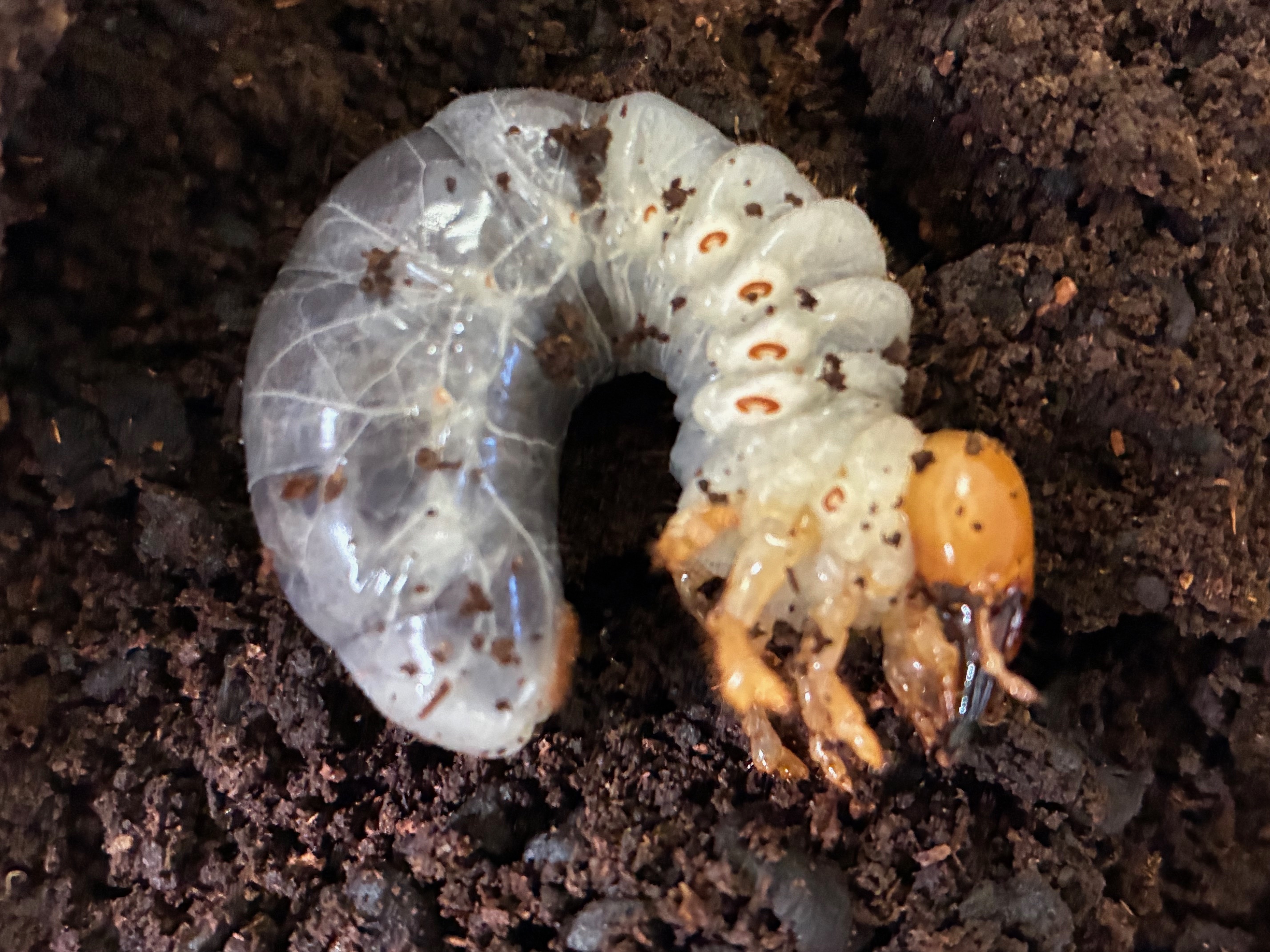 アマミマルバネクワガタ幼虫販売!現在割引中!