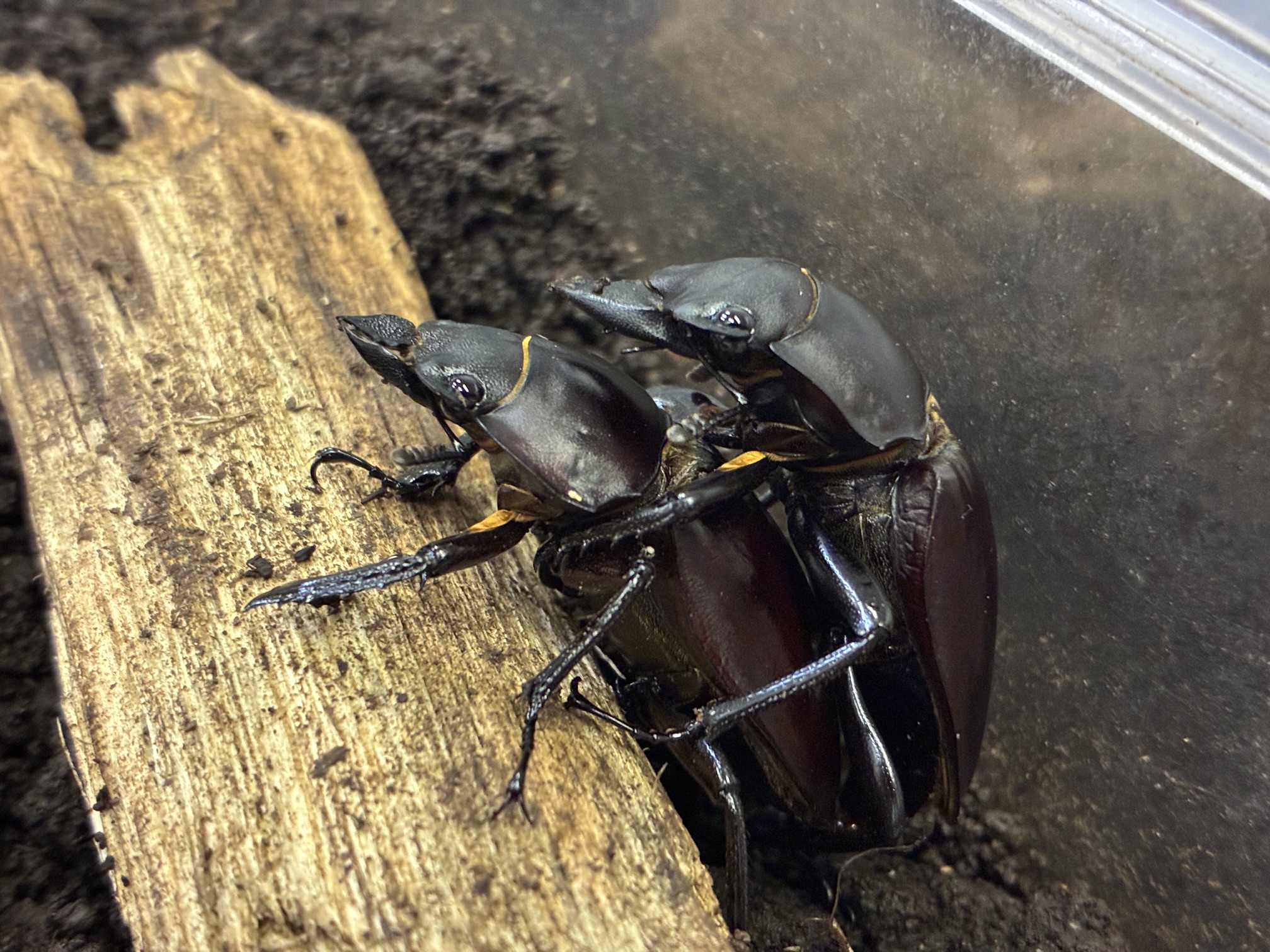 アマミマルバネクワガタ(徳之島産)交尾確認!
