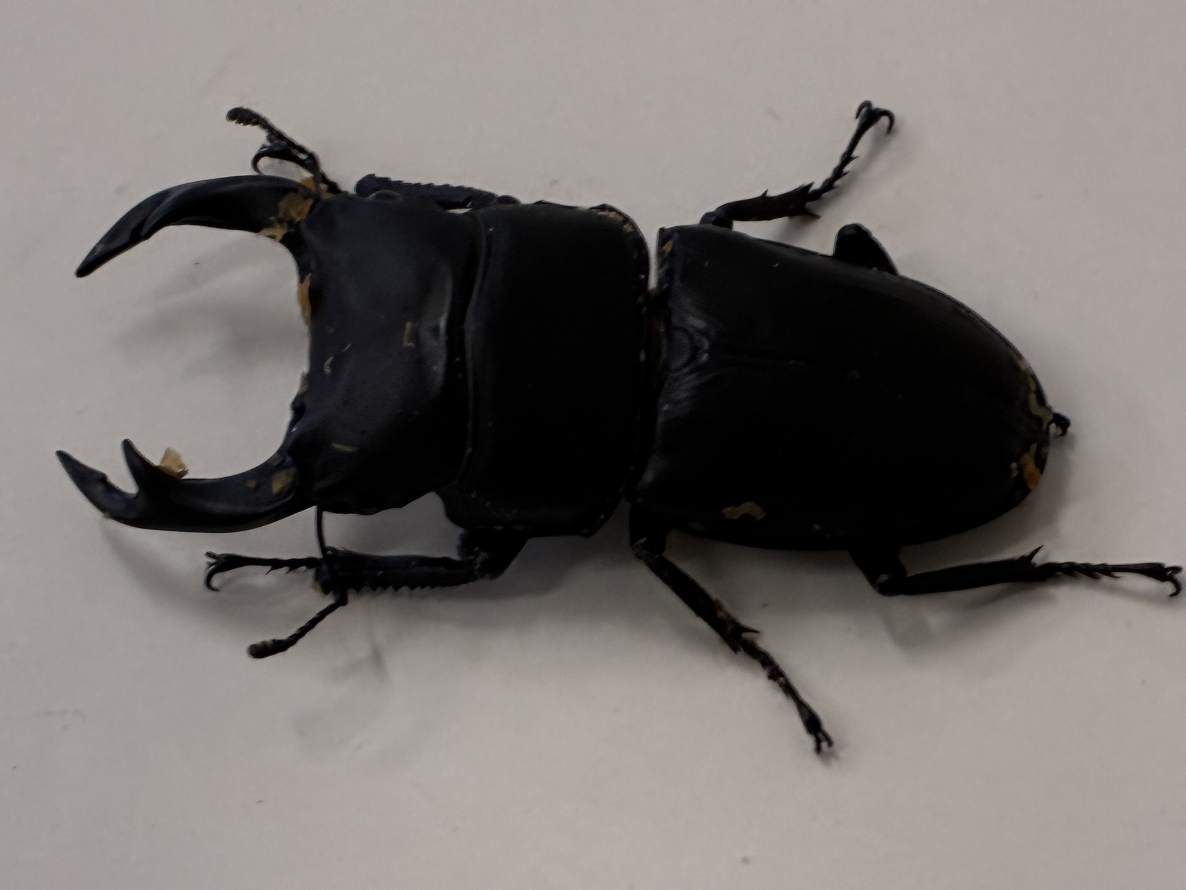 大分産オオクワガタ3令幼虫ペア販売中!