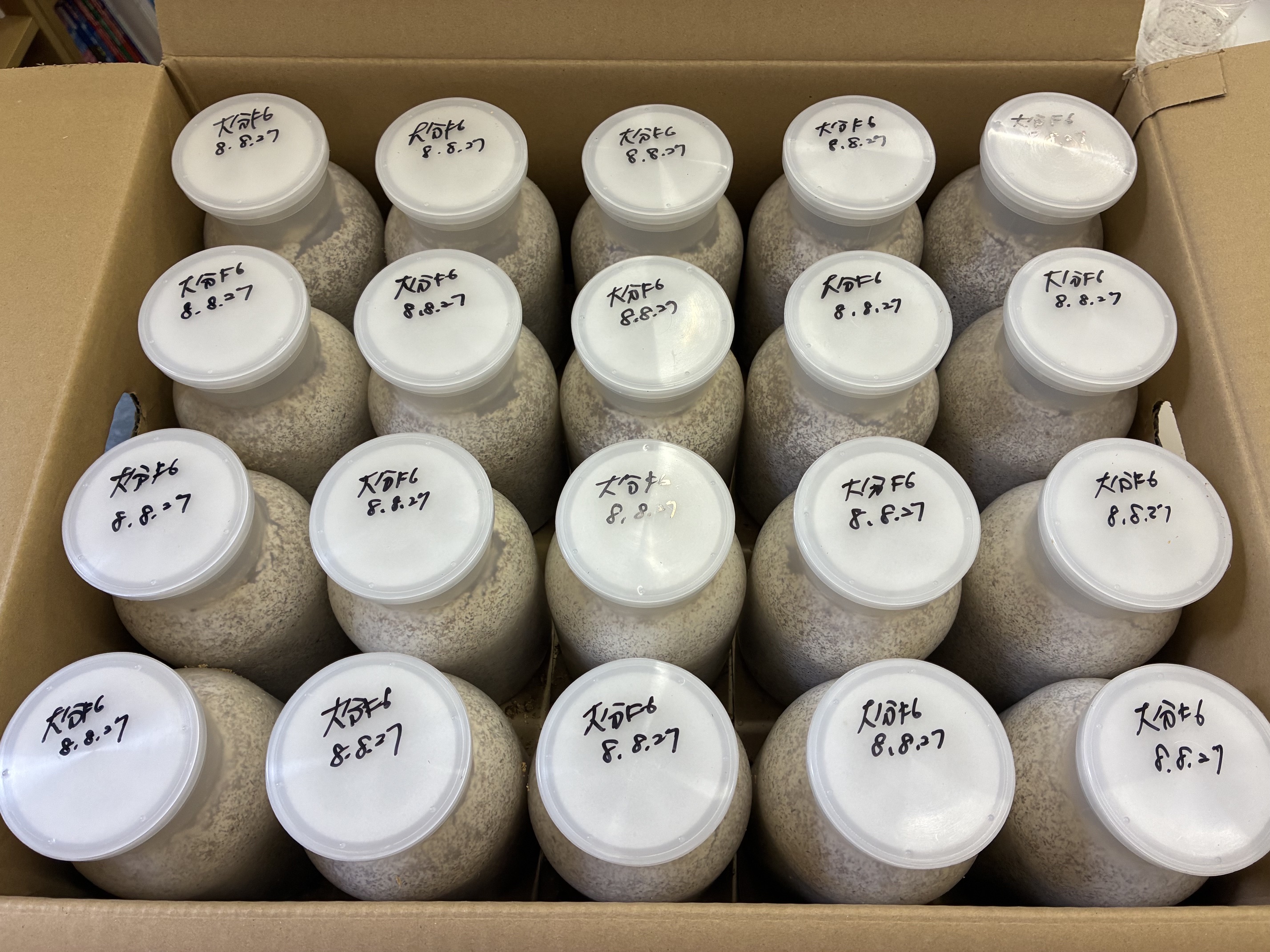 大分産オオクワガタ幼虫を菌糸ボトルに入れました！