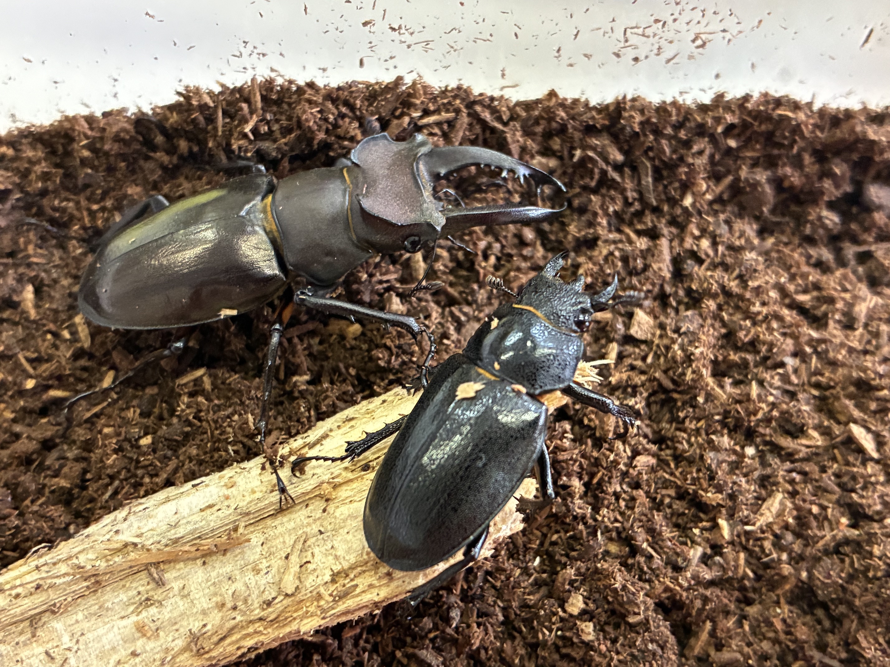 アマミミヤマクワガタの産卵セット