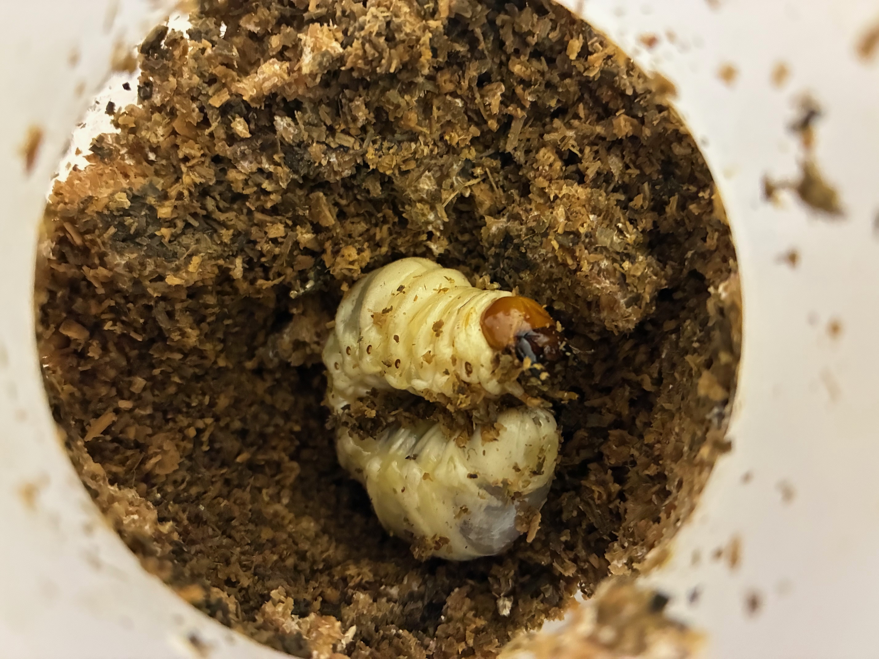 タカラヒラタクワガタ幼虫のえさ交換