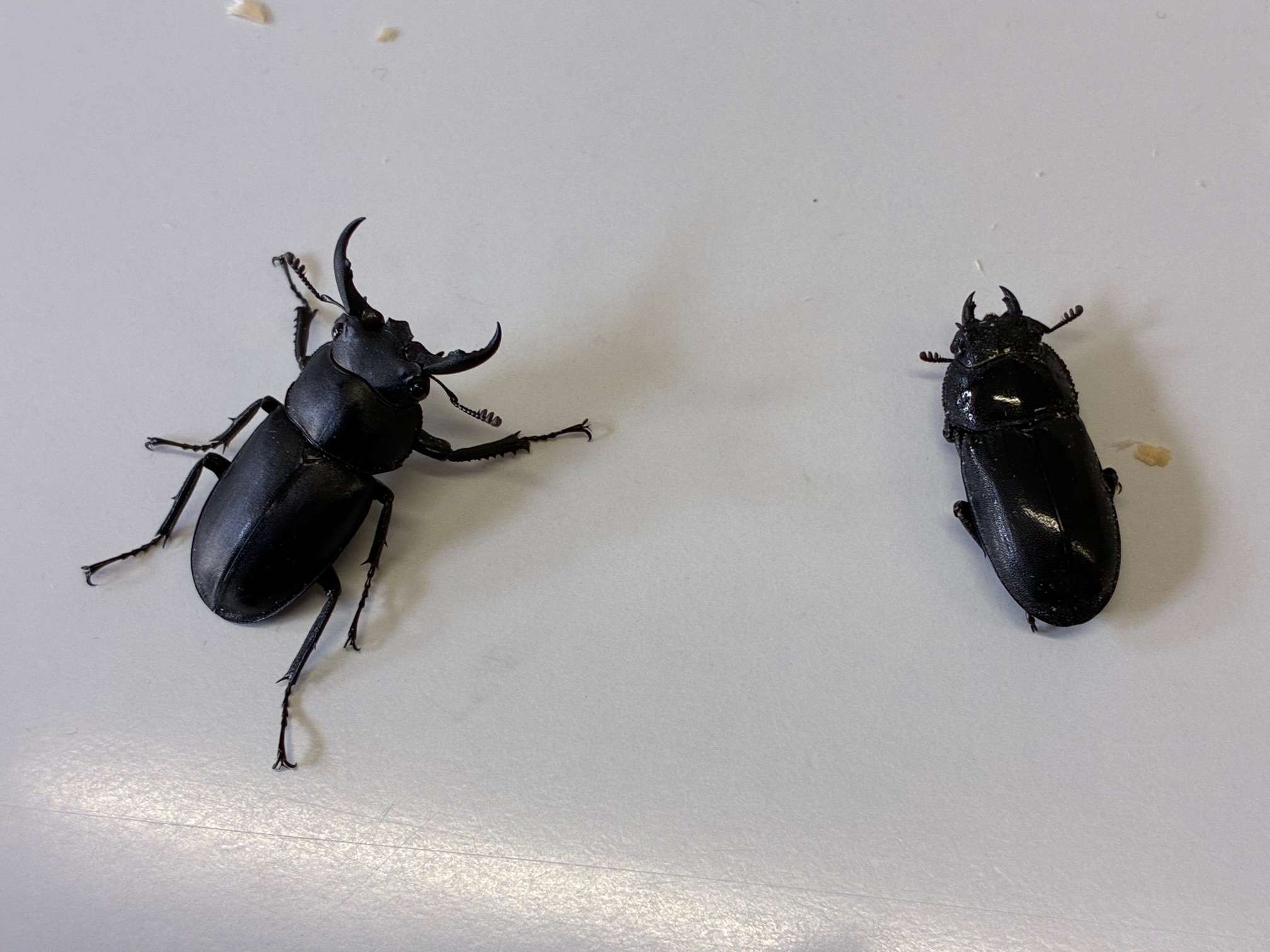 アマミシカクワガタ成虫ペア販売開始!