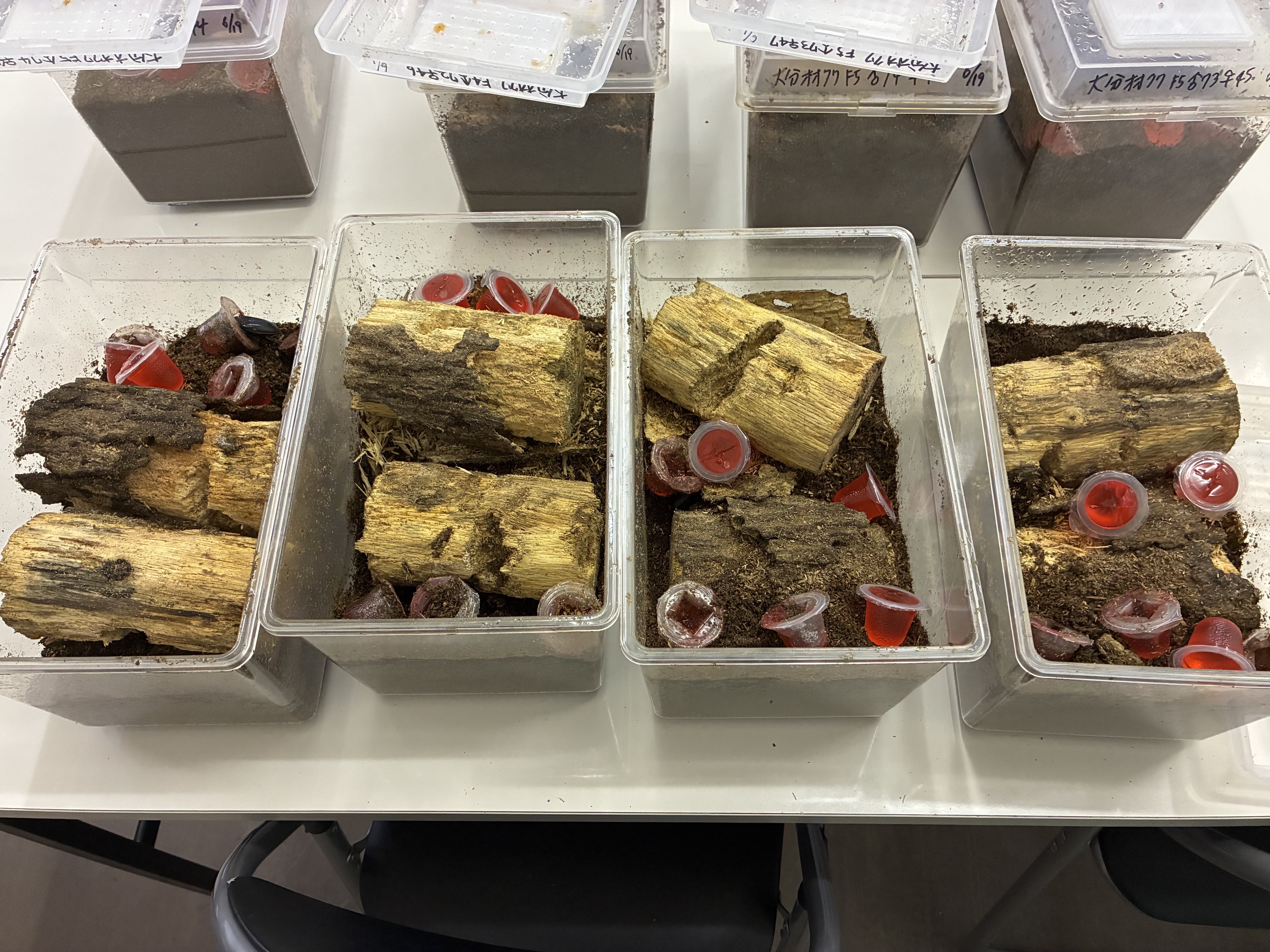 大分産オオクワガタ産卵セット