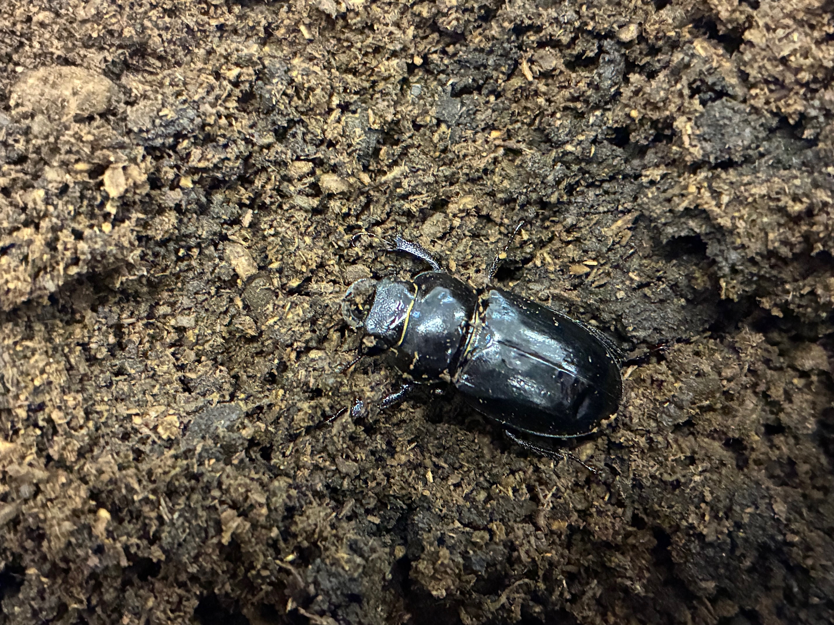 ミクラミヤマクワガタの産卵セット