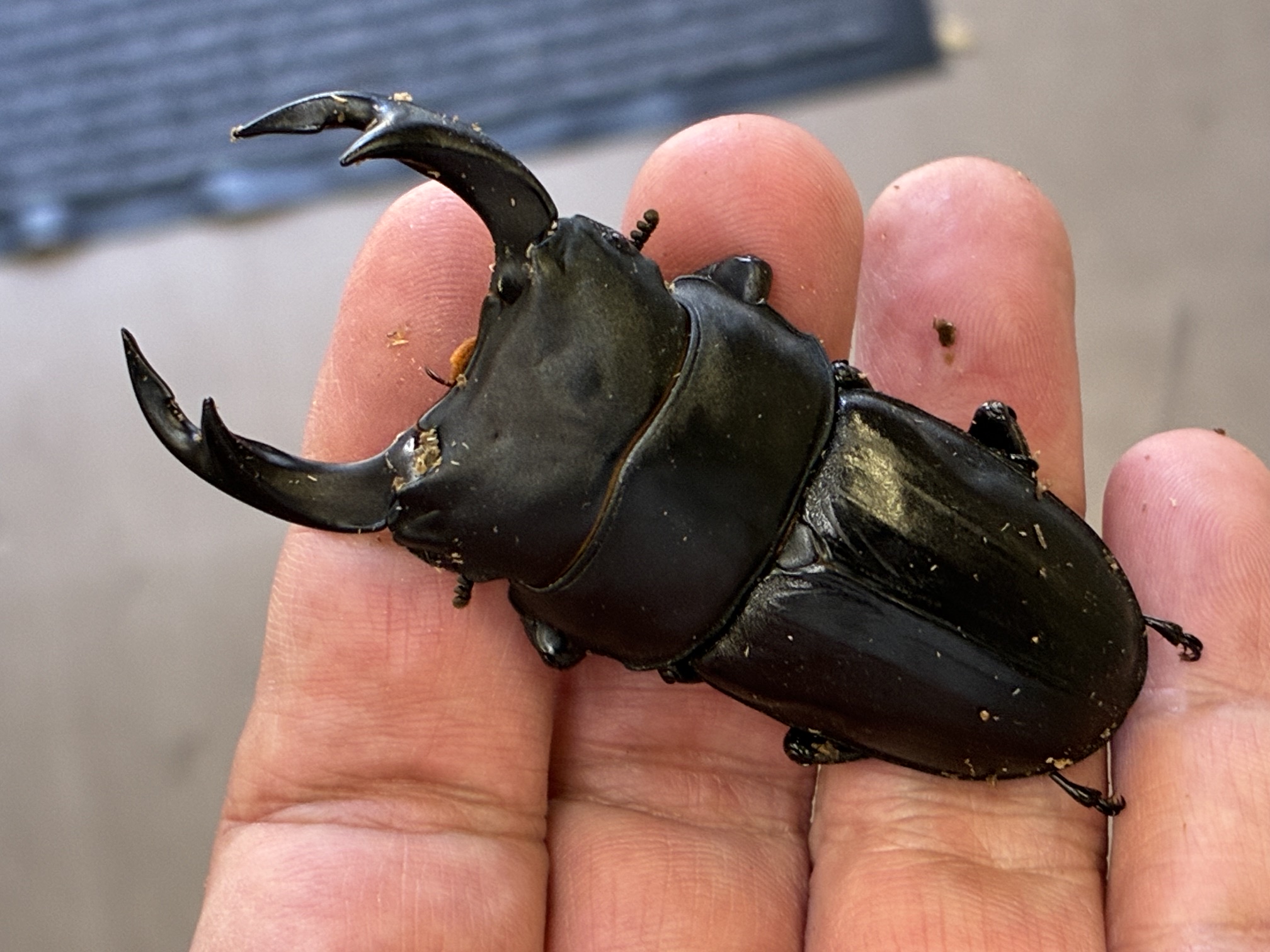 大分産オオクワガタ新成虫割り出し