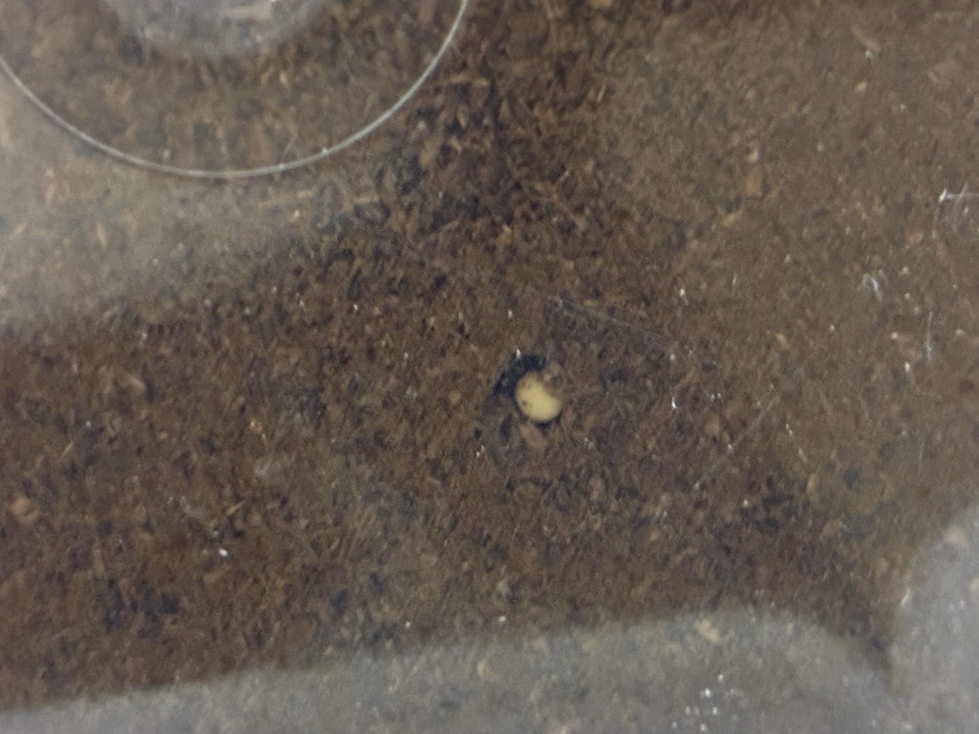 サキシマヒラタ産卵確認!