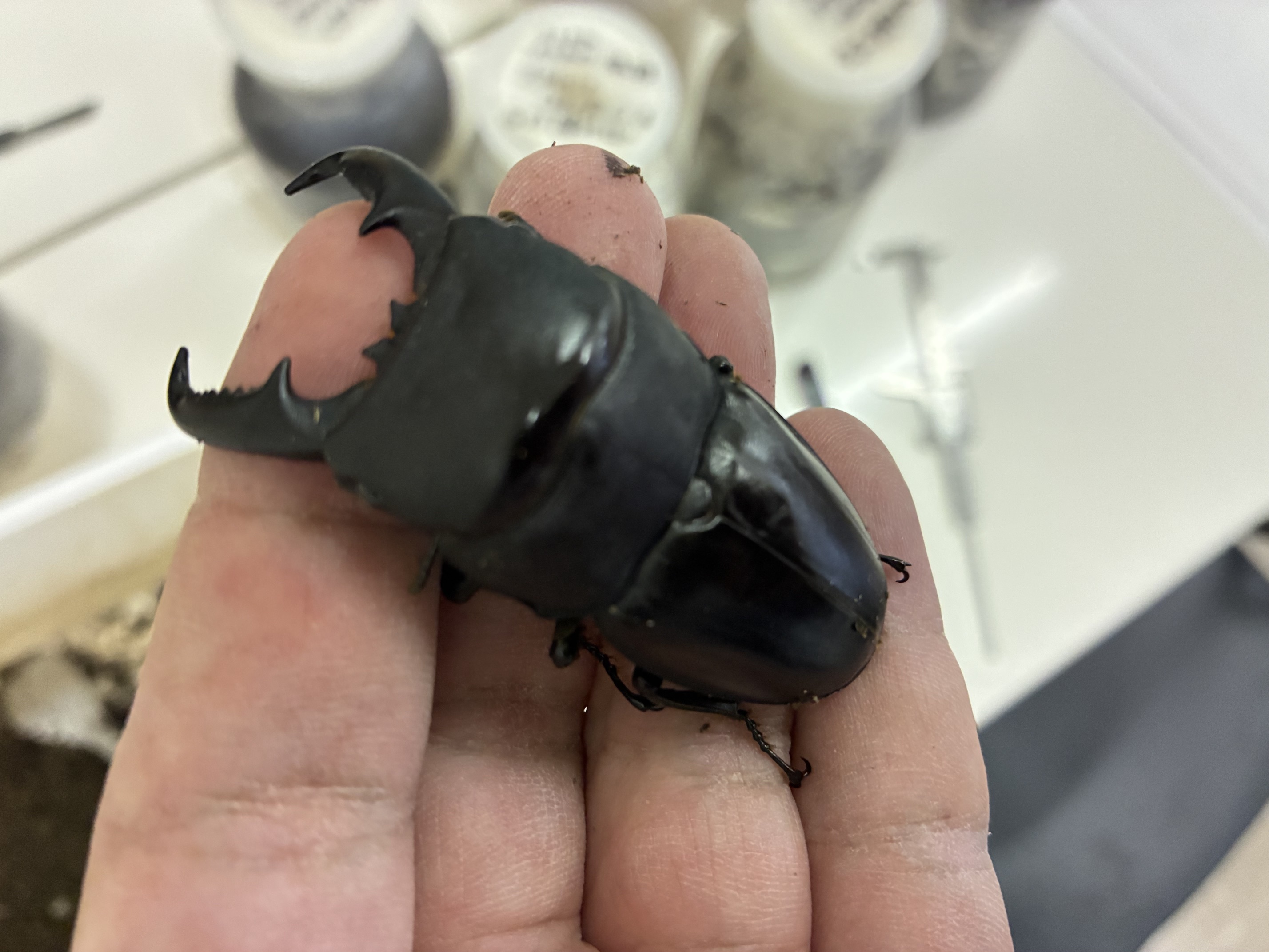 タカラヒラタクワガタ羽化