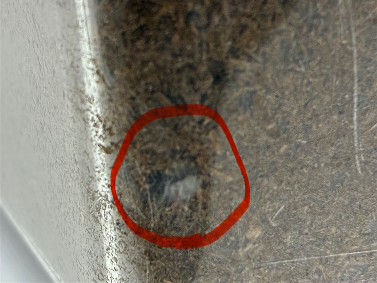ヤエヤマノコギリクワガタ幼虫確認!