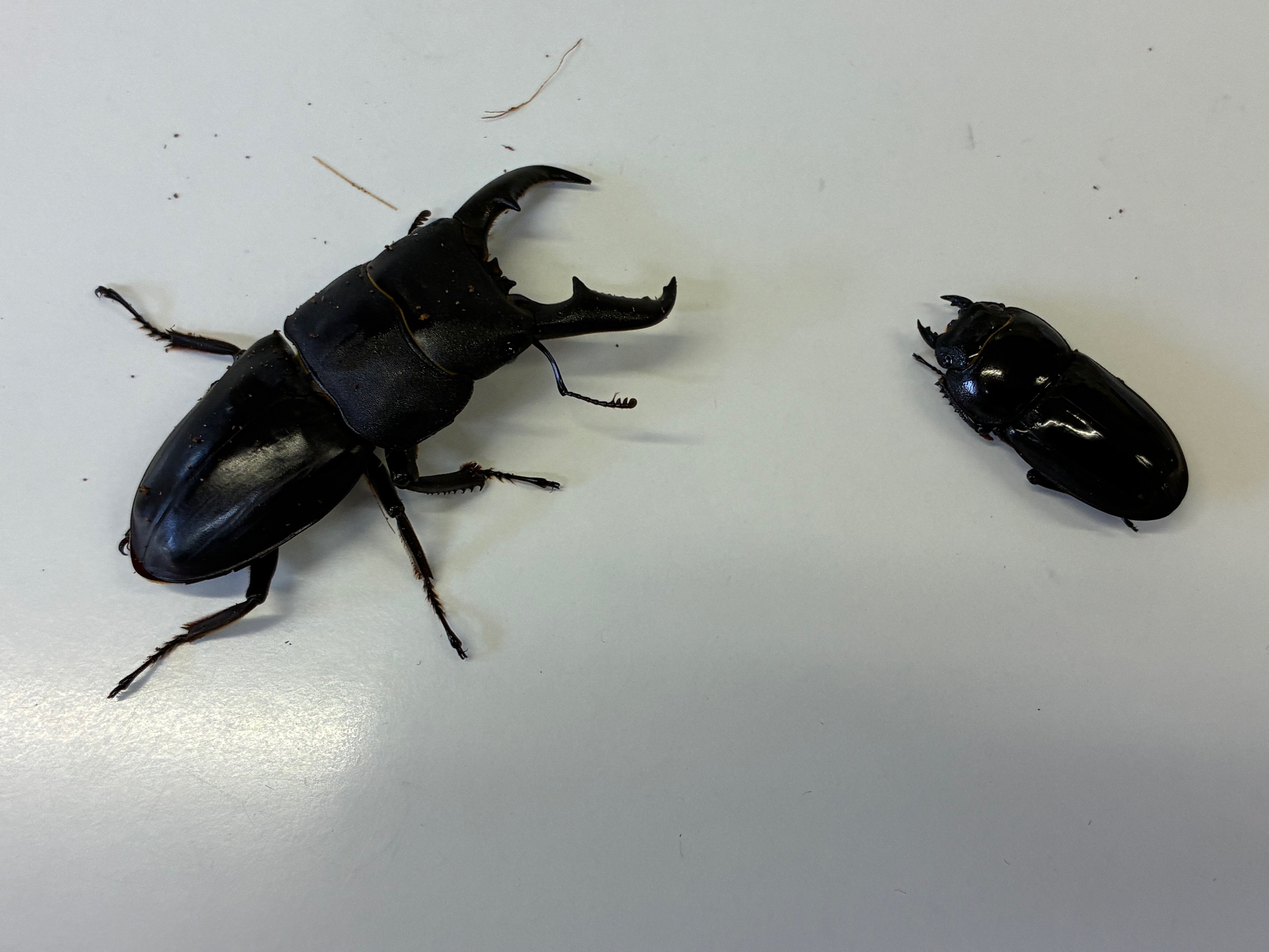 オキノエラブヒラタ