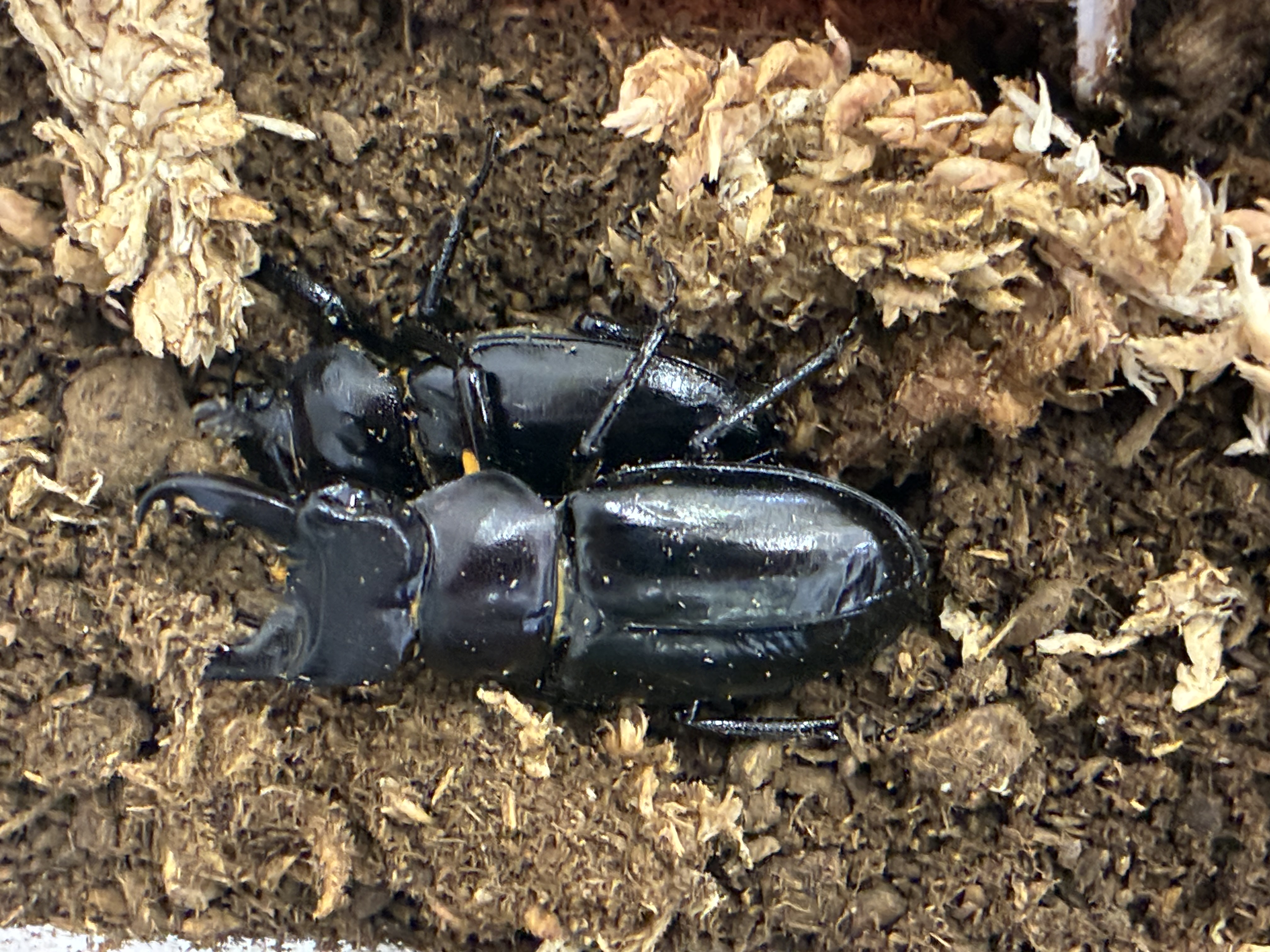 春の割引セール開催中! ミクラミヤマクワガタ交尾確認!