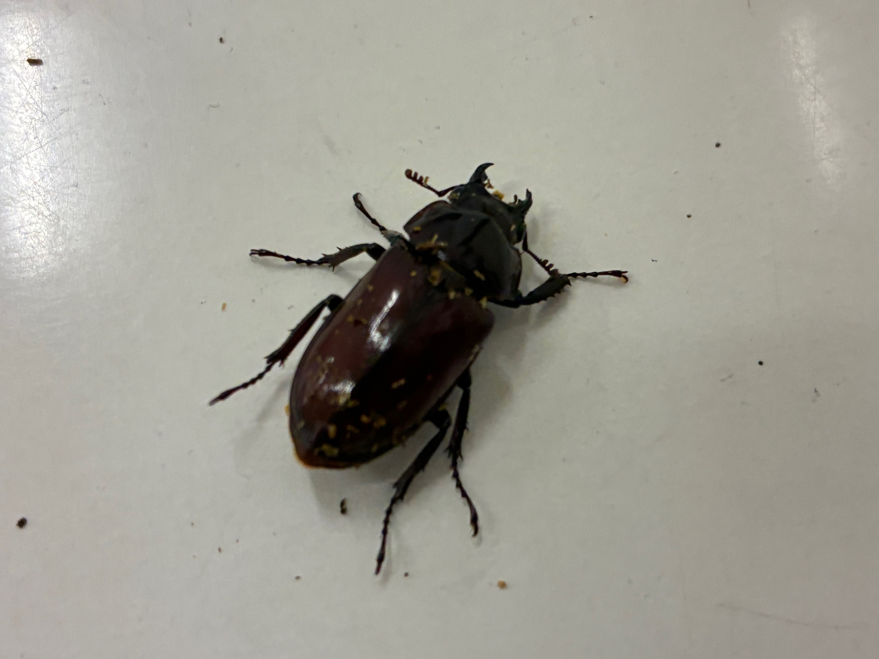 キンオニクワガタメスいた~!