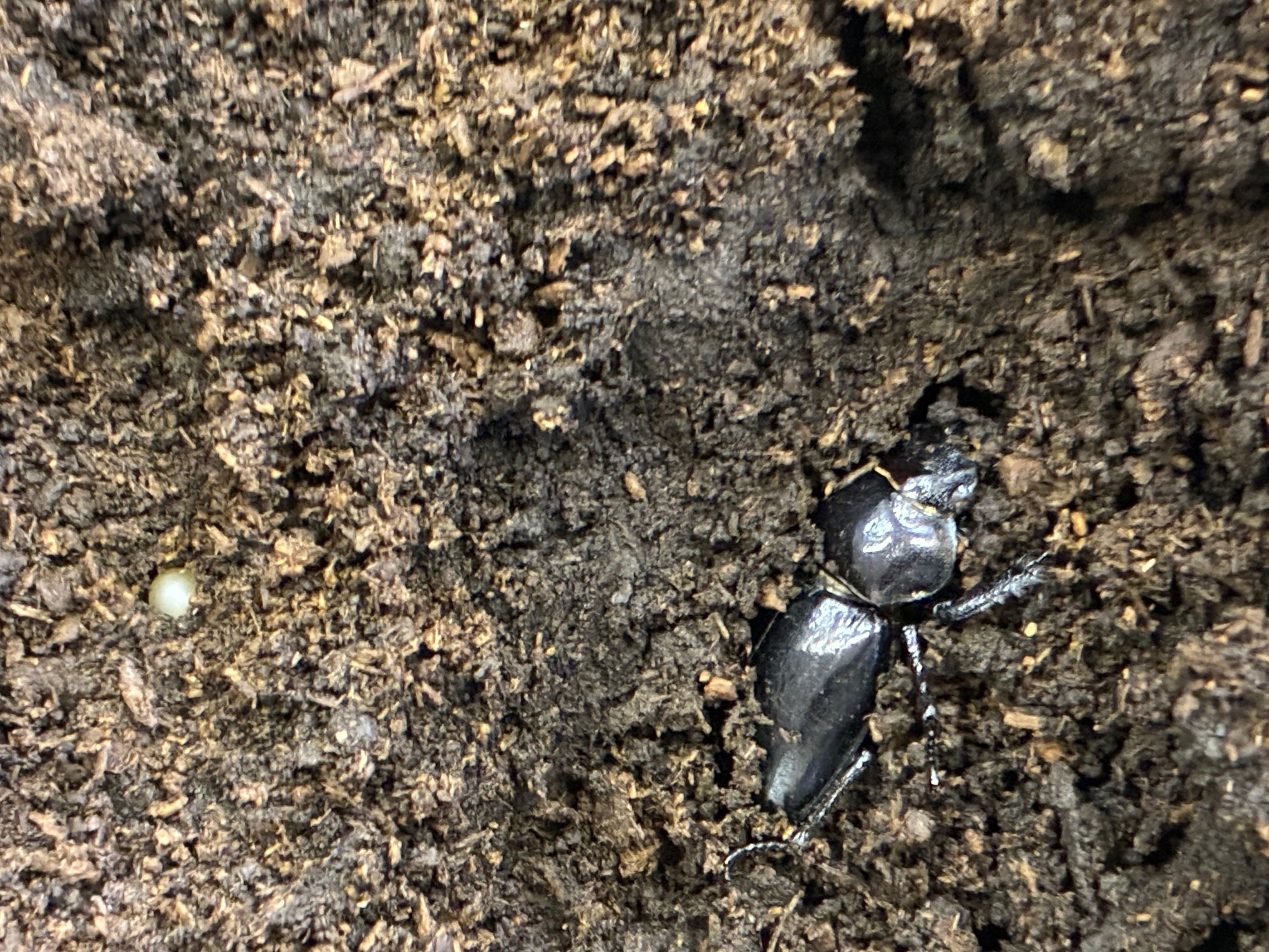 ミクラミヤマクワガタ