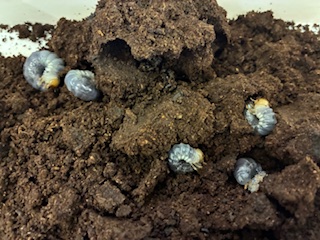 マルバネ幼虫チェック!