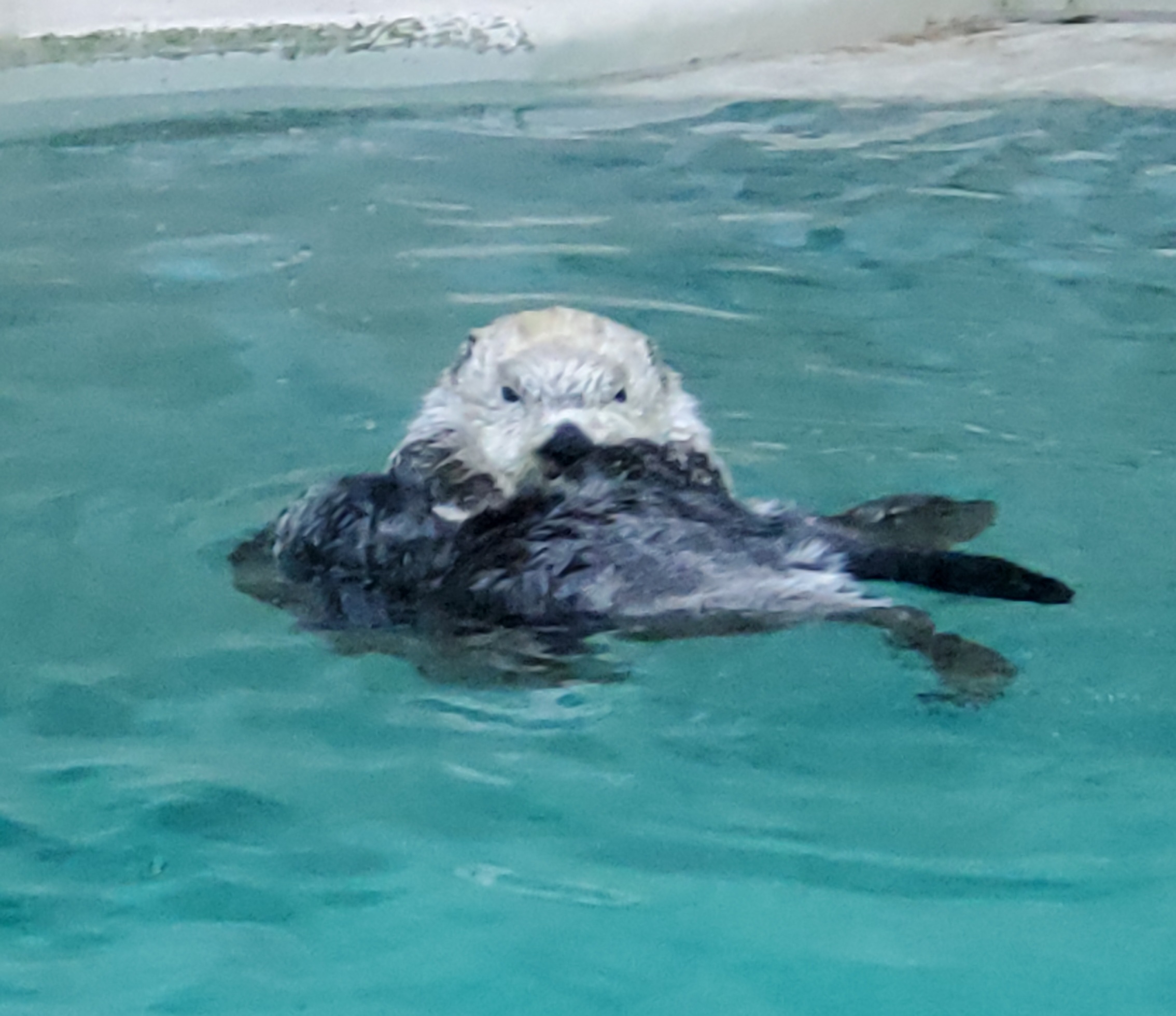 鳥羽水族館らっこ