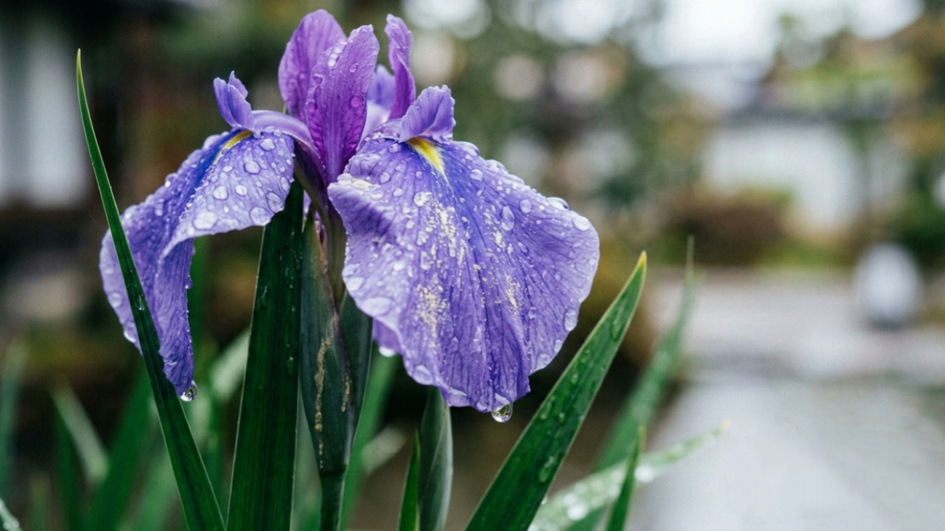 雨に洗われる、呼吸の在り処