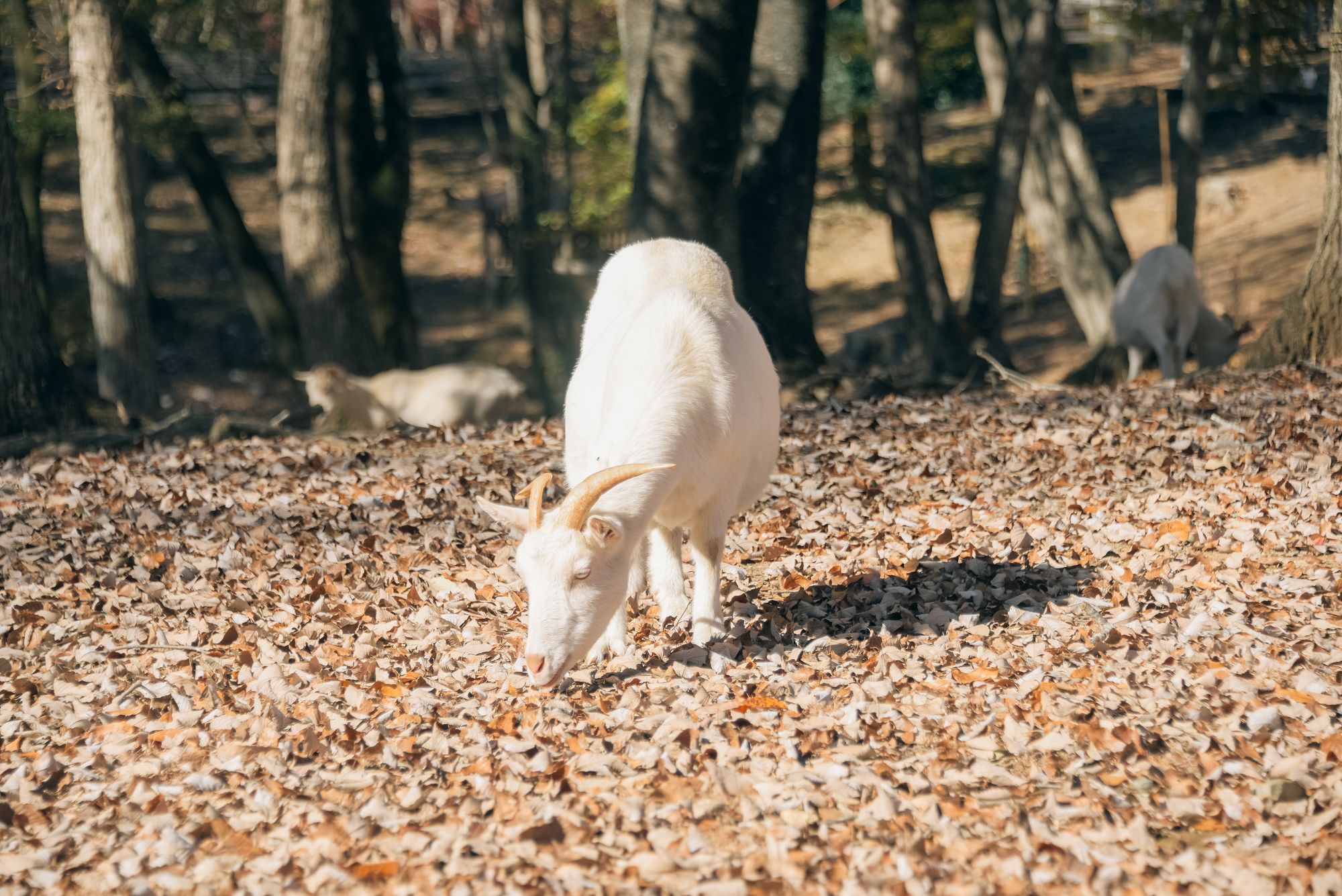 森のシェーブル館オンラインショップをオープンしました